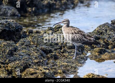 Curlew sur les rochers au bord de la mer, Tenerife Banque D'Images