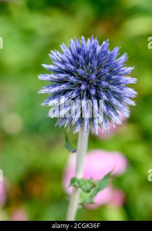 Echinops Ritro (Globechardon du Sud) Fleur Banque D'Images