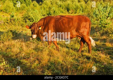Vache de bœuf britannique Sussex dans un champ à l'aube Banque D'Images