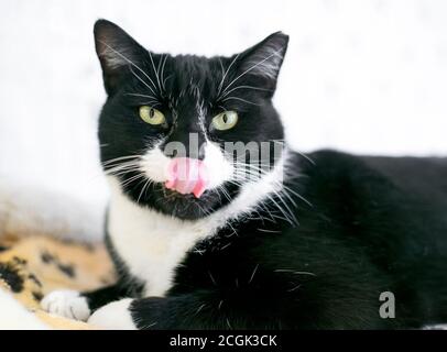 Un chat Tuxedo noir et blanc avec son embout d'oreille gauche, léchant ses lèvres Banque D'Images