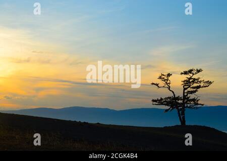 Belle vue d'un pin de Lone sur l'île d'Olkhon, lac Baikal, Russie, au coucher du soleil Banque D'Images