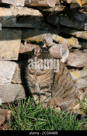 Chat domestique de Tabby marron, femme assise près de la cheminée de bois de chauffage, Normandie Banque D'Images