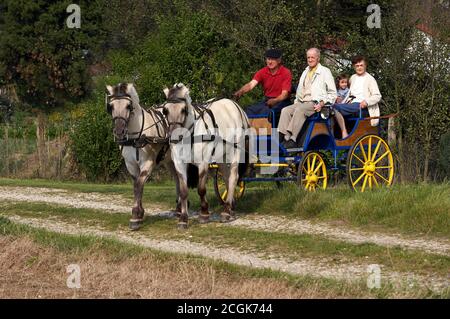 Norwegian Fjord Horse, Famille avec calèche conduisant par Meadow Banque D'Images