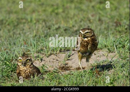 Emprunt Owl, athene cunicularia, adultes debout à l'entrée de Den, Los Lianos au Venezuela Banque D'Images