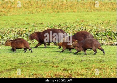 Capybara, hydrochoerus hydrochaeris, le plus grand rongeur du monde, Los Lianos au Venezuela Banque D'Images