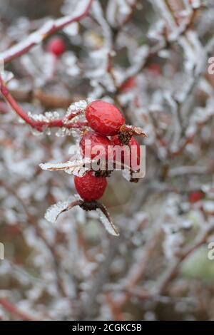 Gros plan de baies rouges ou de rowans couverts de glace un hiver glacial Banque D'Images