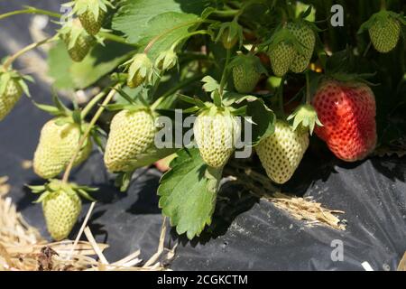 Gros plan d'une plante de fraise avec des fraises mûres dans début de l'été Banque D'Images