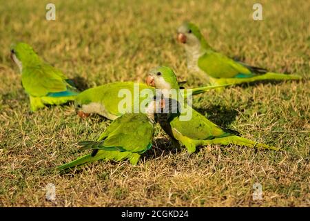 Monk Parakeet Costa Ballena Cadiz Espagne Banque D'Images