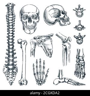 Squelette humain, os et articulations, isolés sur fond blanc. Illustration d'esquisse vectorielle dessinée à la main. Ensemble d'icônes d'anatomie Doodle Illustration de Vecteur