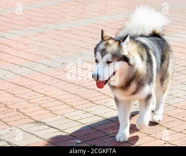 Le chien de la race Malamute de l'Alaska est très intelligent, il ressemble à un loup. Banque D'Images