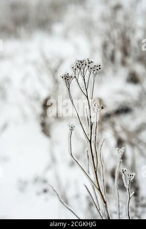 hiver. Plantes congelées. Fleurs sèches couvertes de glace. Gros plan sur les bagues gelées. Branches glacées de fleurs séchées.nature Banque D'Images