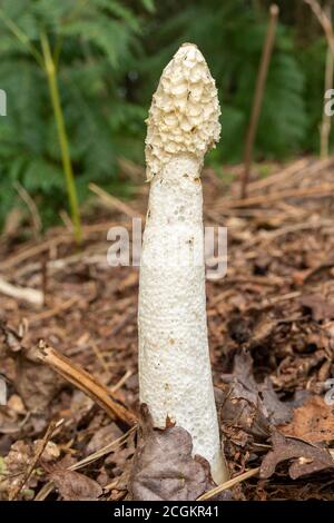 La corne de rose commune (Phallus impudicus), un tabouret ou un champignon nauséabond, Royaume-Uni Banque D'Images