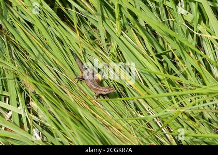 Le lézard commun aussi appelé lézard vivipare (Zoootoca vivipara), qui se basait sur de l'herbe longue, au Royaume-Uni Banque D'Images