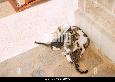 Mère chat nourrit des chatons dans le coin sur l'asphalte un jour ensoleillé. Banque D'Images