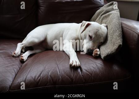 Mignon chien de chiot blanc dormant sur un canapé brun avec tête sur une couverture. Banque D'Images