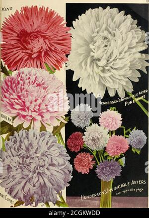 . Tout pour le jardin : 1920 . Type erican de beauté distinctive, à la différence de tous les autres Asters grogneLes plantes sont de grands producteurs forts, avec de longues tiges couronnées de fleurs massifs de 5 pouces de large, composées de longues, étroites, droites pétallés dans le sens de la longueur, ce qui leur donne une apparence de quillette. Les fleurs sont de grande substance et durent plus longtemps coupé que tout autre Aster. Per i qqi Pkt. 1368 Crimson King. Cramoisi riche 10c. 1372 Lavender King. Rose-lavande 10c. 1374 Rose Roi. Rose rosé 10c. 1376 Violet King. Violet-violet 10c. 1378 Roi blanc. Blanc pur 10c. 1380 couleurs mélangées 10c. 1381 lui Banque D'Images