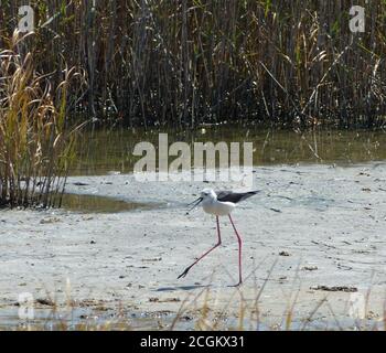 Oiseau Himantopus himantopus.Black-Winged stilt est largement distribué long-legged wader in avocet et stilt family.Sandpiper sur le lac Solana Bajo Sekulic Banque D'Images