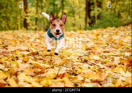 Chien de compagnie Jack Russell Terrier jouant à l'automne (automne) garez-vous sur des feuilles jaunes par temps chaud Banque D'Images