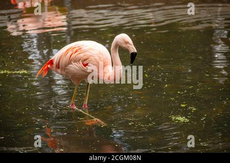 Vue latérale d'un flamant chilien, le latin Phoenicopterus chilensis, debout dans l'eau Banque D'Images