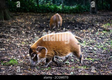 Édimbourg, Royaume-Uni. Mar 8 septembre 2020. Porcs de rivière rouge (Potamochoerus porcus pictus) au zoo d'Édimbourg. Banque D'Images