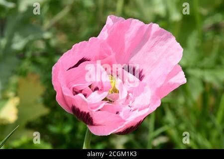 Les pavot à opium (Papaver somniferum) gros plan de fleurs roses brillantes poussant, auto-ensemencées, dans un allotissement.Somerset.UK Banque D'Images
