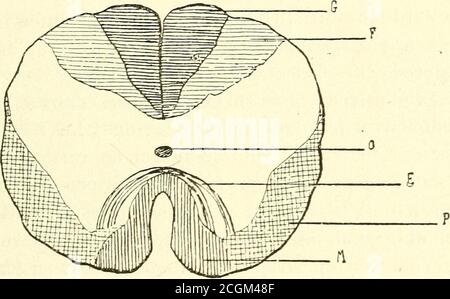 . Essai sur la psycho-physiologie des monstres humanins : un anencéphale - un xiphage . té. Le dévelop-pement peut être effectué à l'aide de la normale. Sur note labsenceet la dégénence dun certain nombre de fibresà la partie supérieure, surtout post-interne. Surune certaine due des cordons de Goll et deBurdach la dégénerence Select dansavantage auniveau du cordon de Goll. Le faisceau supérieur, qui correspond au faisceau supérieur, ensemble à faire près de norma-lement développé. Quant au faisceau latéral, à part une bande de viande, qui se présente à son intérieur bon nombre de fibres dégén Banque D'Images