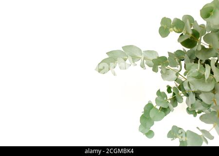 Un bouquet de brindilles d'eucalyptus vert dans un pot en verre sur la table. Banque D'Images