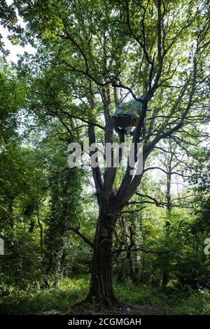 Denham, Royaume-Uni. 11 septembre 2020. Une maison d'arbres installée par des protecteurs d'arbres de la rébellion HS2 dans un chêne mature qui devrait être abattu dans le cadre de travaux reliés à la liaison ferroviaire haute vitesse HS2. Les militants anti-HS2 continuent d'essayer d'empêcher ou de retarder les travaux sur la liaison ferroviaire à grande vitesse HS2 controversée de 106 milliards de livres provenant d'une série de camps de protection basés le long de la route de la ligne entre Londres et Birmingham. Crédit : Mark Kerrison/Alamy Live News Banque D'Images