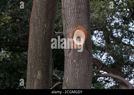 Denham, Royaume-Uni. 11 septembre 2020. Arbres matures marqués d'une peinture orange sur un site où l'abattage des arbres est en cours pour la liaison ferroviaire à grande vitesse HS2. Des milliers d'arbres ont déjà été abattus pour le projet HS2 dans la vallée de Colne et l'abattage d'arbres a lieu actuellement à Denham Green, Denham et Harefield. Crédit : Mark Kerrison/Alamy Live News Banque D'Images