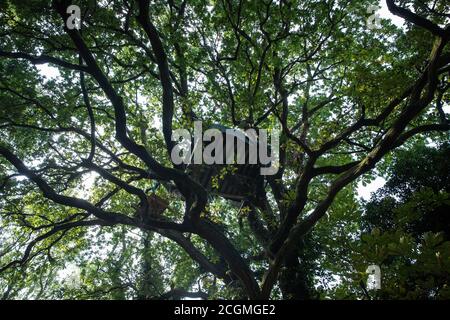 Denham, Royaume-Uni. 11 septembre 2020. Une maison d'arbres installée par des protecteurs d'arbres de la rébellion HS2 dans un chêne mature qui devrait être abattu dans le cadre de travaux reliés à la liaison ferroviaire haute vitesse HS2. Les militants anti-HS2 continuent d'essayer d'empêcher ou de retarder les travaux sur la liaison ferroviaire à grande vitesse HS2 controversée de 106 milliards de livres provenant d'une série de camps de protection basés le long de la route de la ligne entre Londres et Birmingham. Crédit : Mark Kerrison/Alamy Live News Banque D'Images