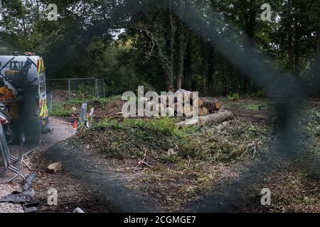 Denham, Royaume-Uni. 11 septembre 2020. Un site où l'abattage d'arbres est en cours pour la liaison ferroviaire à grande vitesse HS2. Des milliers d'arbres ont déjà été abattus pour le projet HS2 dans la vallée de Colne et l'abattage d'arbres a lieu actuellement à Denham Green, Denham et Harefield. Crédit : Mark Kerrison/Alamy Live News Banque D'Images