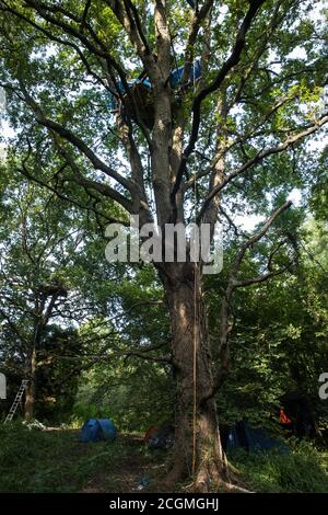 Denham, Royaume-Uni. 11 septembre 2020. Une maison d'arbres installée par des protecteurs d'arbres de la rébellion HS2 dans un chêne mature qui devrait être abattu dans le cadre de travaux reliés à la liaison ferroviaire haute vitesse HS2. Les militants anti-HS2 continuent d'essayer d'empêcher ou de retarder les travaux sur la liaison ferroviaire à grande vitesse HS2 controversée de 106 milliards de livres provenant d'une série de camps de protection basés le long de la route de la ligne entre Londres et Birmingham. Crédit : Mark Kerrison/Alamy Live News Banque D'Images