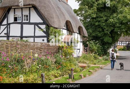 Marcher le chien au château d'Elmley, un village à pans de bois à Worcestershire, Angleterre, Royaume-Uni Banque D'Images