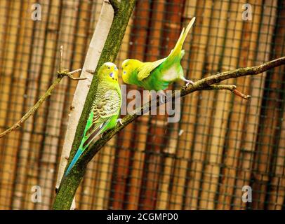 Deux bourgeonnards jaunes verts assis sur une branche, perroquet, oiseau également connu sous le nom de bourgegie Melopsittacus Banque D'Images