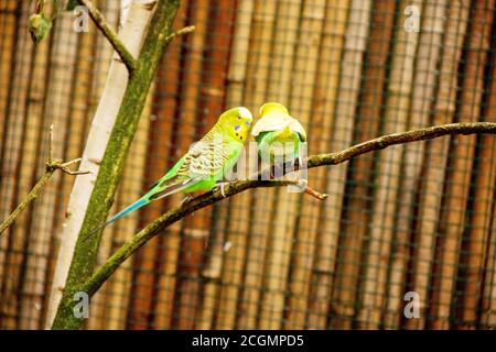 Cooptère vert jaune, perroquet, oiseau également connu sous le nom de cooptère Melopsittacus, latin Melopsittacus undulatus Banque D'Images