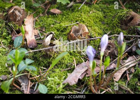 La coupe de cèdre (Geopora sumneriana) Banque D'Images