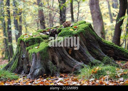Le Hen des Bois (Grifola frondosa) Banque D'Images