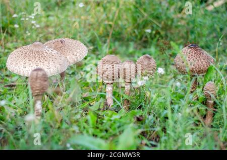 Macrolepiota procera. Parapluies de champignons comestibles poussant dans le vieux jardin. Ukraine. Banque D'Images