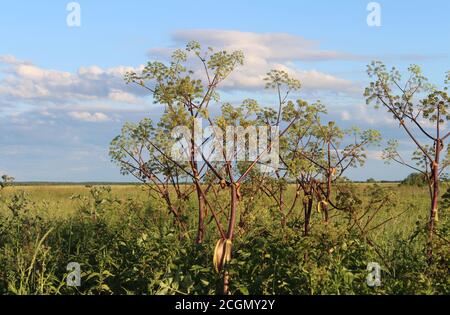 Grande plante herbacée de la vache-Parsnip, de l'herbe à poux, de l'Heracleum. Grande plante. Banque D'Images