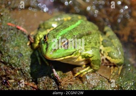 Grenouille verte assise sur la rive de l'étang dans un habitat naturel. Faune de l'Ukraine. Faible profondeur de champ, gros plan. Banque D'Images