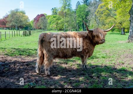 Shaggy Scottish Highland bétail dans un champ de graminées. Banque D'Images