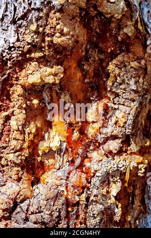 Gros plan de la texture de fond de l'écorce de conifères et de la sève de résine, lac minnewanka, Banff, Canada. Banque D'Images