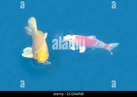 Deux poissons décoratifs colorés, l'un rouge et blanc et l'autre jaune, flottent dans un étang, vue d'en haut Banque D'Images