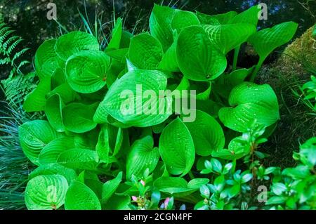 HostA part avec des gouttes de pluie en été. Vue de dessus de la structure botanique dans le jardin. Banque D'Images