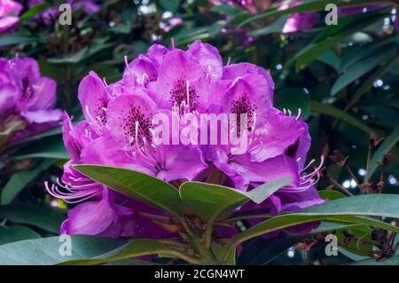 Gros plan de fleurs de rhododendron rose, rouge et magenta avec des feuilles vertes. Portland, Oregon. Banque D'Images