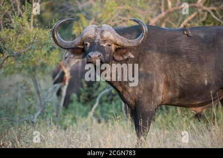 Buffle du Cap à l'état sauvage dans la réserve de Maasai Mara au Kenya. Banque D'Images