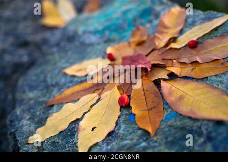 Feuilles d'automne disposées dans une composition sur une pierre. Banque D'Images