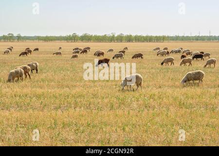 Un troupeau de moutons se grise dans la steppe sèche. Chaud ensoleillé jour d'été. Élevage traditionnel de bovins. Banque D'Images