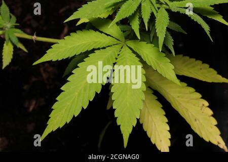 Été 2020 la marijuana légale pousse dans les cours de vie des Canadiens. Macro de culture végétale, photo crédit Luke Durda Banque D'Images