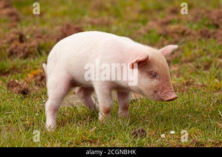 Gros Plan D Un Mignon Porcelet Rose Paitre Sur Un Pre Il S Agit D Une Image Isolee Montrant Le Joli Bebe Cochon Sur L Herbe Contre Le Backgroun Flou Photo Stock Alamy